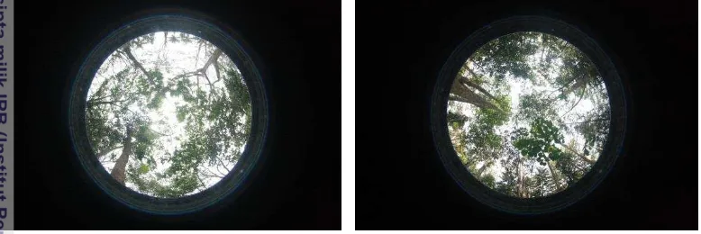 Gambar 3 Foto LAI di dalam hutan kota :  (a) Hutan Kota Malabar,  (b) Hutan 