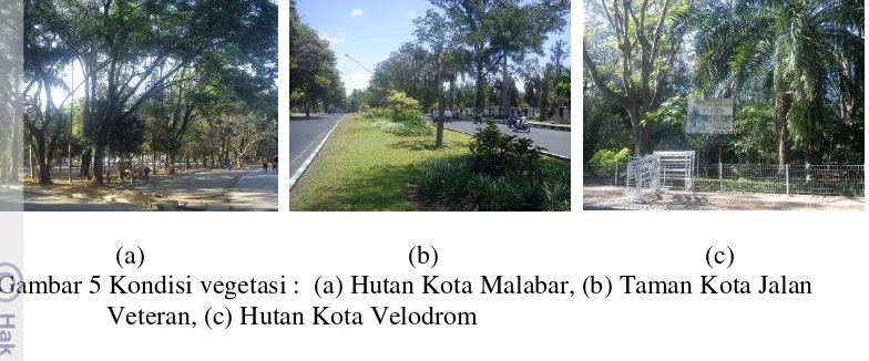 Gambar 5 Kondisi vegetasi :  (a) Hutan Kota Malabar, (b) Taman Kota Jalan     