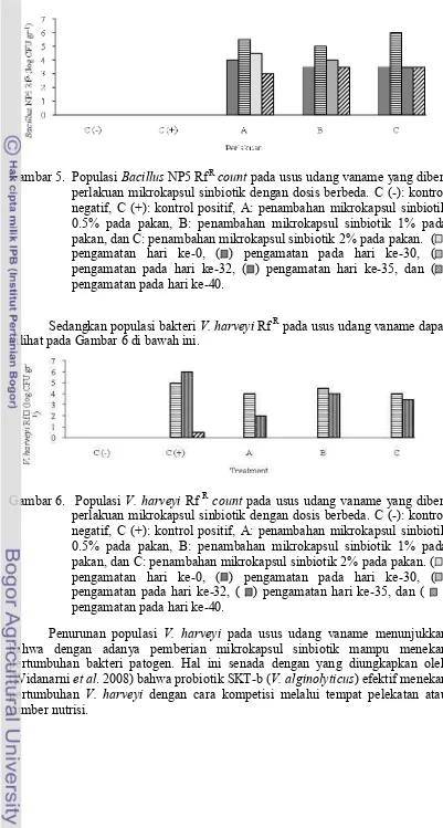 Gambar 5.  Populasi   Bacillus NP5 RfR count pada usus udang vaname yang diberi 