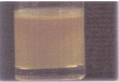 Gambar 3. Biakan Vibrio cholerae pada air peptone alkali setelah 6 jam pada suhu ruangan 