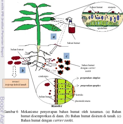 Gambar 6  Mekanisme penyerapan bahan humat oleh tanaman. (a) Bahan 
