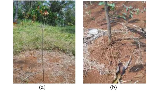 Gambar 7. Penyebab kematian tanaman cengkih: (a) sunburn, (b) tanah 