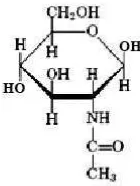Gambar 3. Struktur N-asetilglukosamin (Anonim, 2014) 