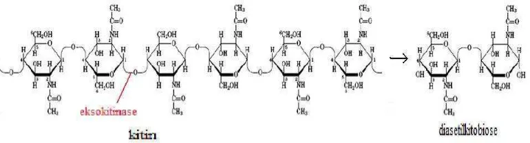 Gambar 5. Reaksi pemutusan ikatan β-1,4 pada bagian internal mikrofibril kitin oleh endokitinase (Suryanto et al., 2005) 