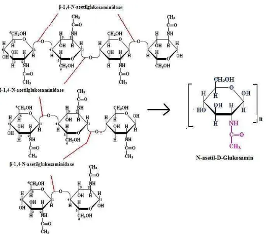 Gambar 7. Reaksi pemutusan diasetilkitobiodase, kitotriose, dan kitotetraose oleh β-1,4-N-acetylheksosaminidase menghasilkan N-asetil-D-glukosamin (Suryanto et al., 2005) 