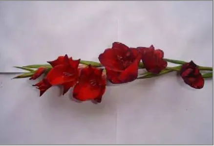 Gambar 2. Bunga Gladiol 