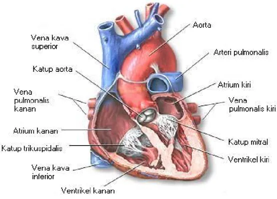 Gambar 2.6.1. Anatomi Jantung 