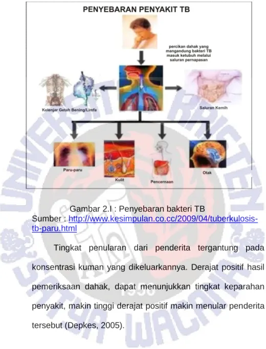 Gambar 2.I : Penyebaran bakteri TB 