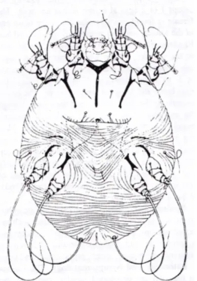 Gambar 2. Daur hidup Sarcoptes scabiei  (sumber: CDC, 2010)