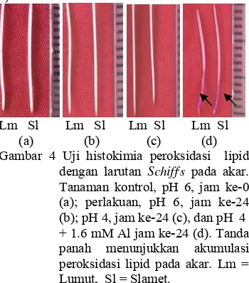 Gambar 4 Uji histokimia peroksidasi  lipid 