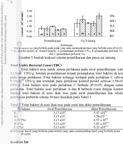 Gambar 5 Jumlah leukosit selama pemeliharaan dan pasca-uji tantang 