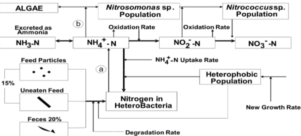 Gambar 5. Mekanisme pembentukan bakteri heterotrof di tambak udang (Montoya dan Velasco,  2000)