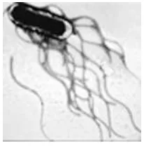 Gambar 3 Salmonella typhimurium 