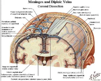 Gambar 1. Lapisan-lapisan selaput otak/ meninges  