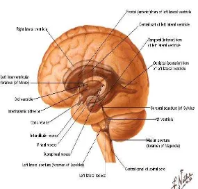 Gambar 2. Spatium Liquor cerebrospinalis Internum (tampak samping/ lateral)  Ventrikel tertius merupakan suatu celah ventrikel yang sempit di antara dua paruhan 