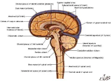 Gambar 4. Sirkulasi Liquor Cerebrospinalis  