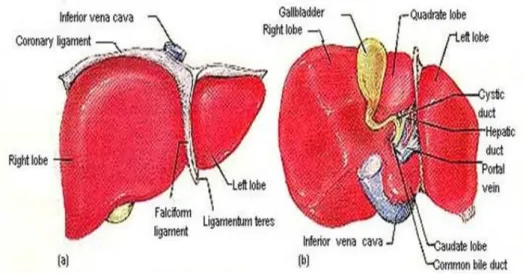 Gambar 2 Anatomi organ hati   ( Halime Kenar  2007 ) 