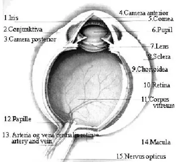 Gambar 4 Anatomi mata   (Anonim 2006) 
