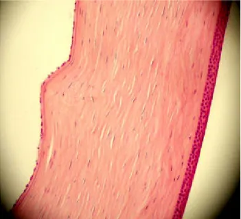 Gambar 5 Gambaran histologi kornea mata   (Anonim 2007c) 