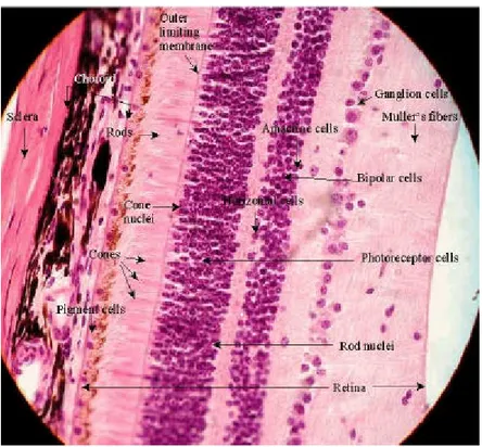 Gambar 6 Gambaran histologi retina mata   (Anonim 2007d) 