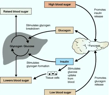Gambar 8  Transpor glukosa  (Anonim 2007e) 