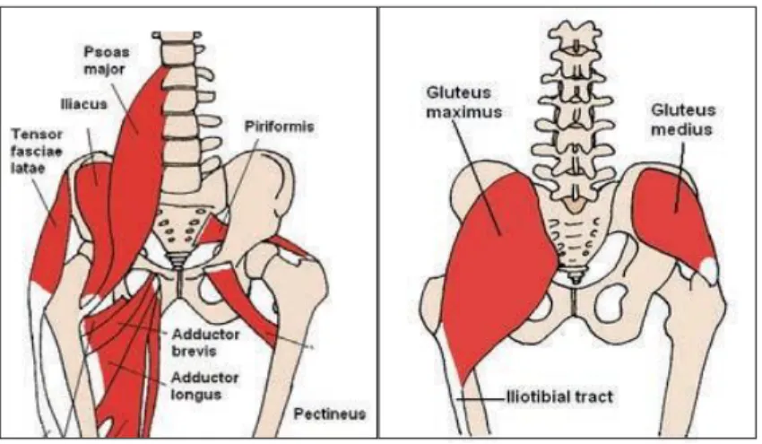 Gambar 14. Otot-otot yang termasuk dalam Pelvis  (Wikipedia Ensiklopedia 2019) 