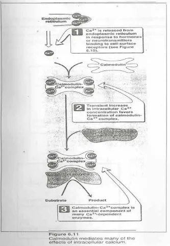 Gambar 5. Mekanisme kerja Ca2+   dan Kalmodulin 