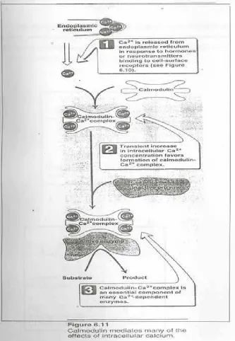 Gambar 5. Mekanisme kerja Ca2+   dan Kalmodulin 