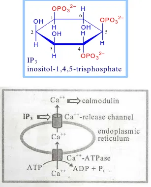 Gambar 6. I P3  activates Ca+ + -release channels in ER membranes. 