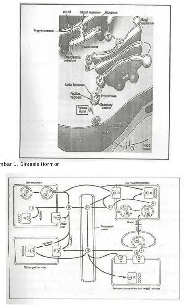 Gambar 1. Sintesis Hormon   