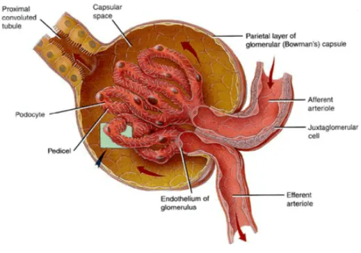 Gambar 6  Skematis glomerulus.  