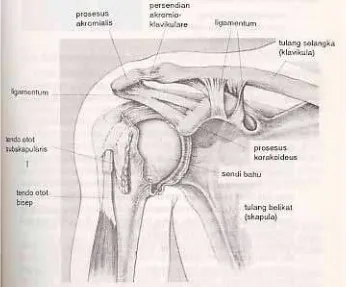 Gambar 1. Anatomi bahu 