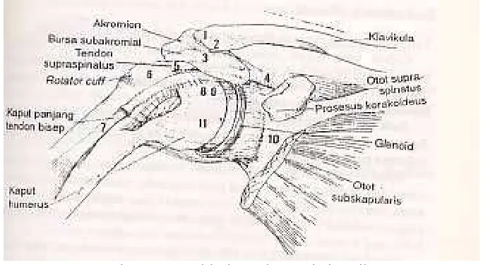 Gambar 3. Nyeri bahu. Diagnosis banding :   1. Sprain akromioklavikularis/ subluksasio/ dislokasi/ osteoartrosis/ bursitis 