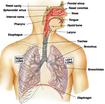 Gambar :Anatomi saluran pernapasan 2. 2  Mekanisme pernapasan