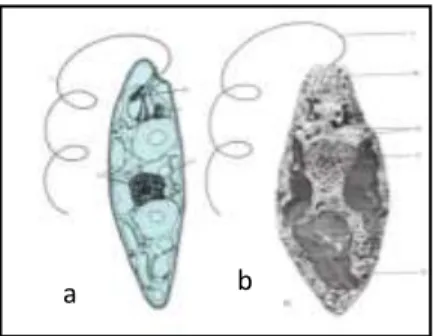 Gambar 12. a.  Euglena granulatum          b. E. gracilis 