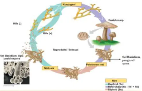 Gambar 23. siklus hidup basidiomycetes. 