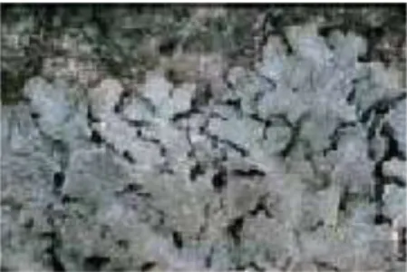 Gambar 28.  Caloplaca luteominea subspecies bolanderi (Lichenes endolitik).