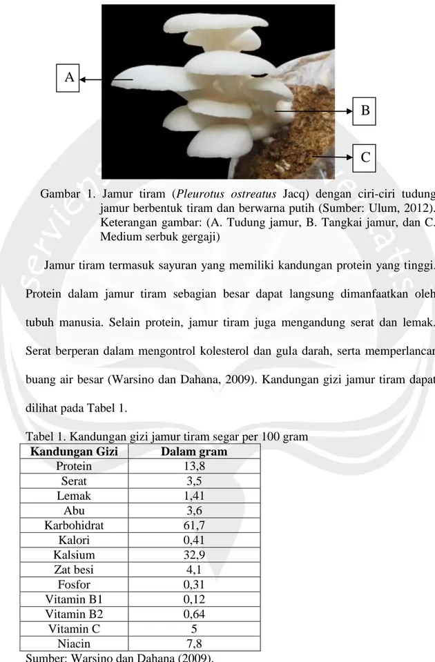 Gambar  1.  Jamur  tiram  (Pleurotus  ostreatus  Jacq)  dengan  ciri-ciri  tudung  jamur berbentuk tiram dan berwarna putih (Sumber: Ulum, 2012)