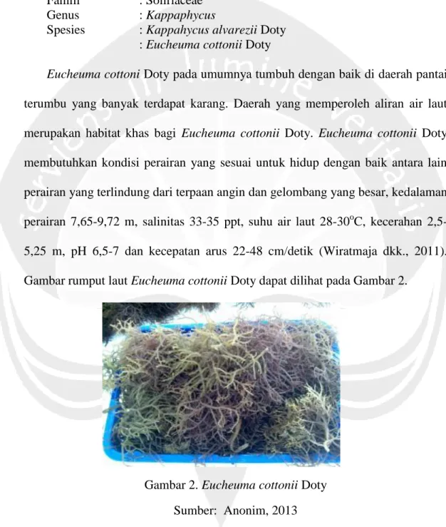 Gambar rumput laut Eucheuma cottonii Doty dapat dilihat pada Gambar 2. 