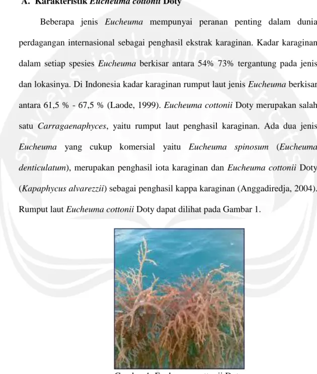 Gambar 1. Eucheuma cottonii Doty  Sumber: Anggadiredjo (2004) 
