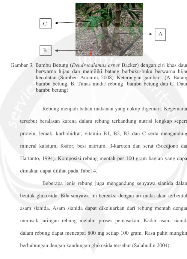 Gambar 3. Bambu Betung (Dendrocalamus asper Backer) dengan ciri khas daun  berwarna  hijau  dan  memiliki  batang  berbuku-buku  berwarna  hijau  kecolatan (Sumber: Anonim, 2008)