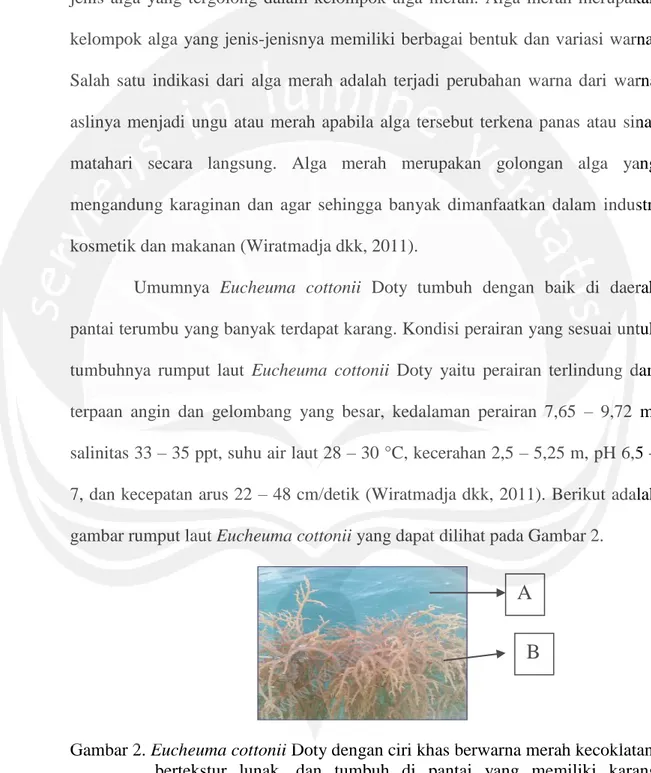 Gambar 2. Eucheuma cottonii Doty dengan ciri khas berwarna merah kecoklatan,  bertekstur  lunak,  dan  tumbuh  di  pantai  yang  memiliki  karang  (Sumber: Anggadiredja, 2004)