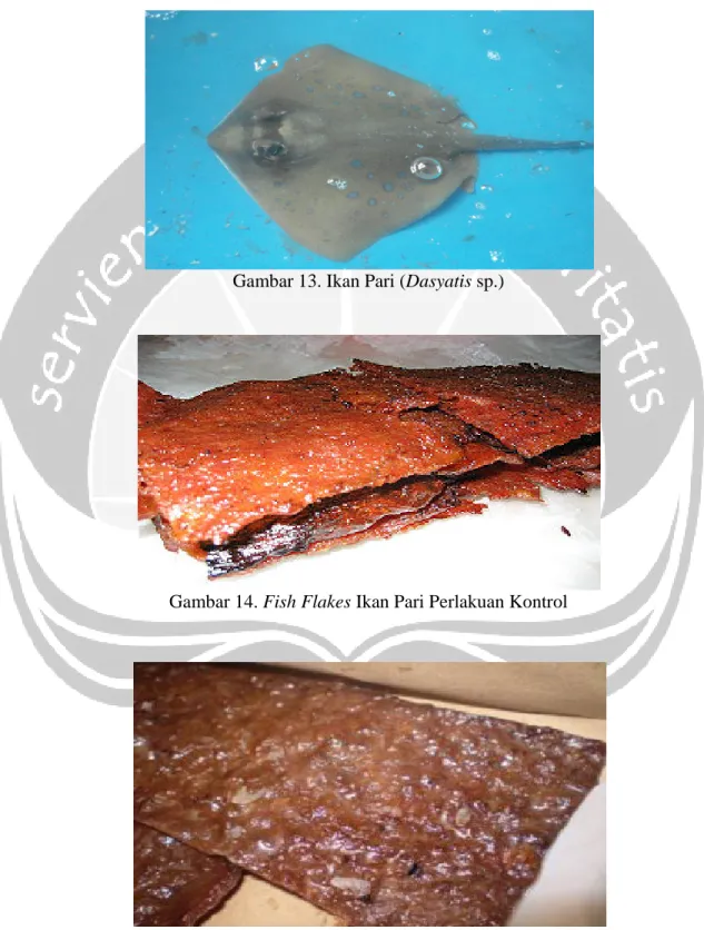 Gambar 13. Ikan Pari (Dasyatis sp.) 