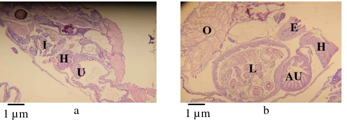Gambar 6 Perlakuan PA75+PB25 histologi tubuh larva ikan lele dumbo, Clarias sp. secara membujur