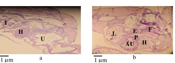 Gambar 7 Perlakuan PA50+PB50 histologi tubuh larva ikan lele dumbo,  
