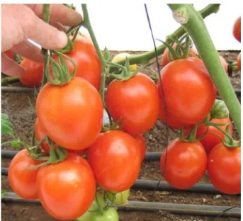 Ilustrasi 1. Tanaman Tomat Plum 