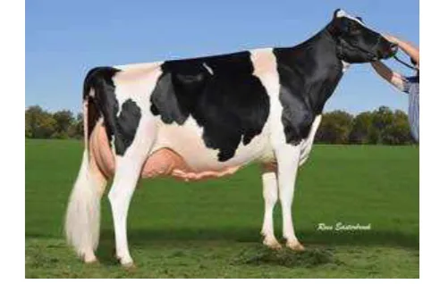 Gambar 1 Sapi Friesian Holstein (WHFF 2013) 