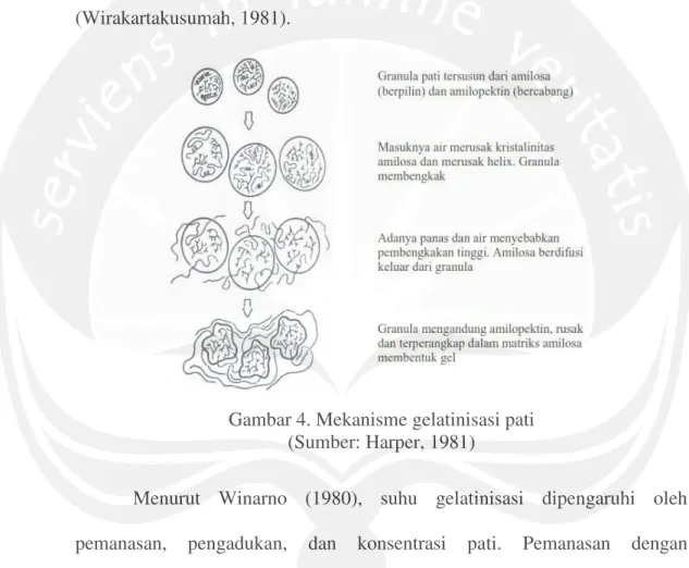 Gambar 4. Mekanisme gelatinisasi pati  (Sumber: Harper, 1981) 