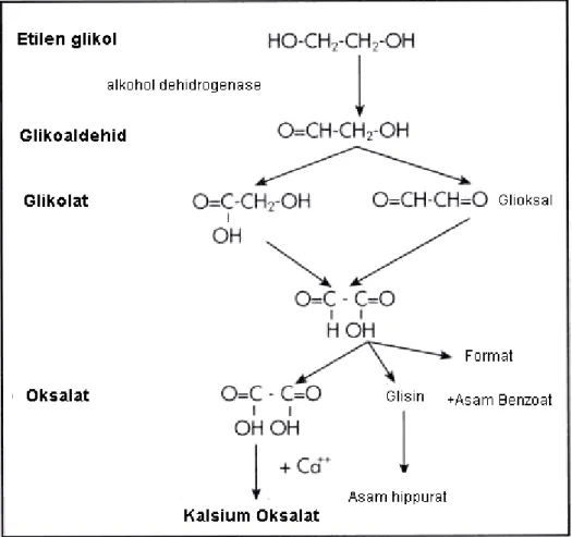 Gambar 2 Metabolisme etilen glikol dalam tubuh (Walder dan Tyler 1994)  Ureum 