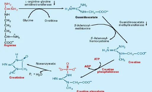 Gambar  4  Tahapan  pembentukan  kreatinin  hasil  metabolisme  keratin  fosfat  (Kramer et al